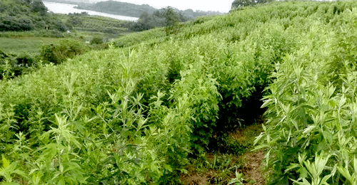 天然艾草
